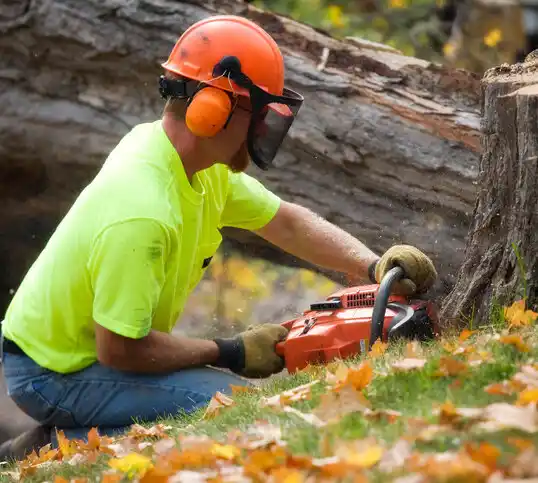 tree services Big Timber